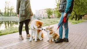 Two women and their dogs in a park