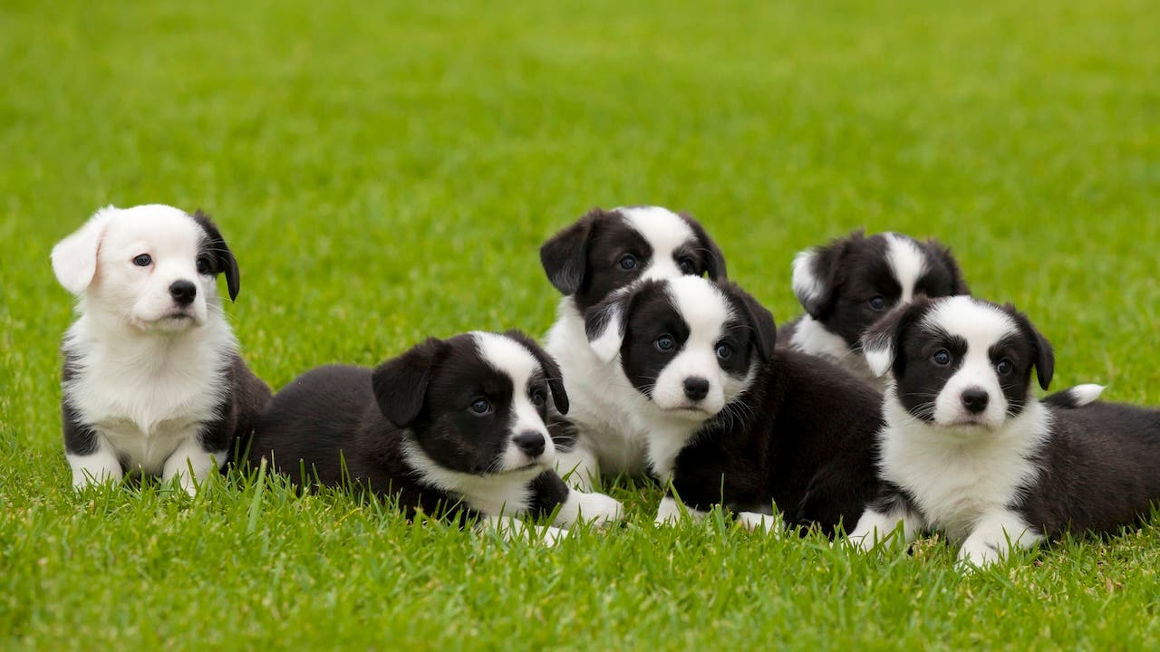 Cardigan Welsh Corgi litter of puppies.