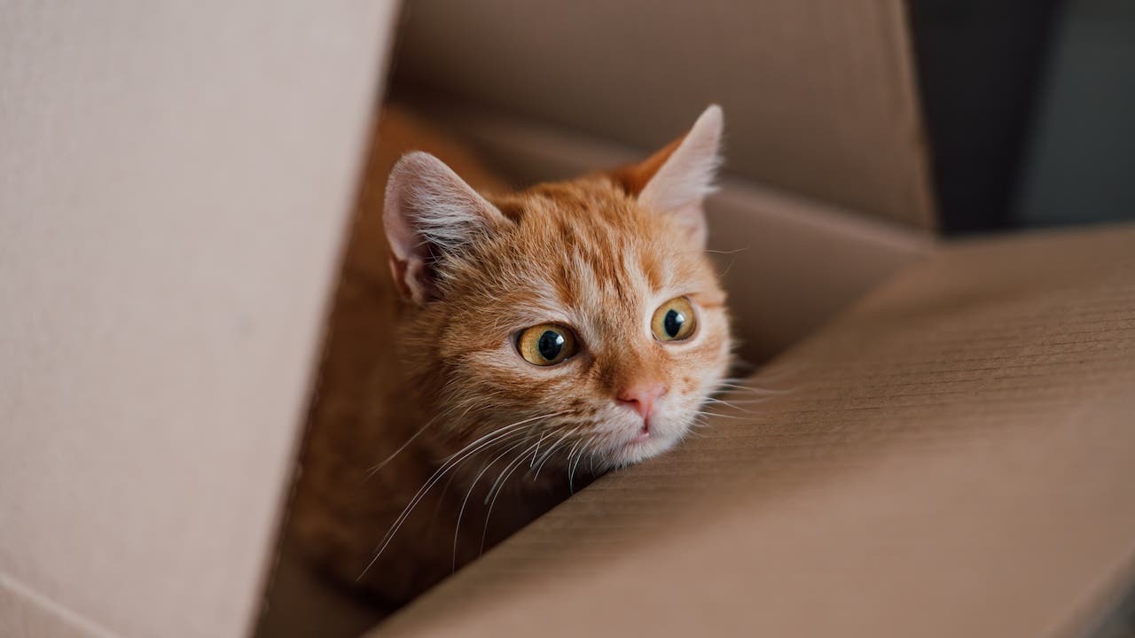 Funny cat in cardboard box at home