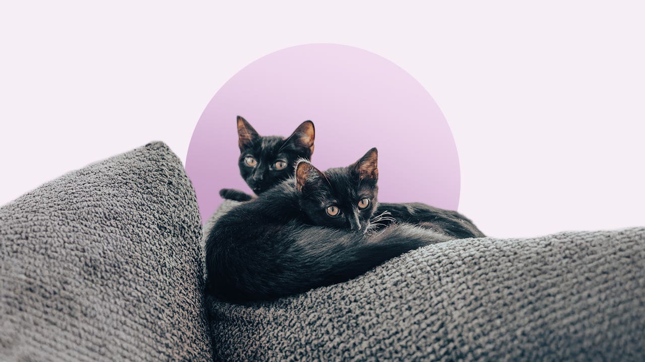 Image of two cats on cushions