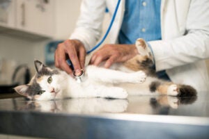 white and calico cat laying on table at a vet while a doctor checks its heart