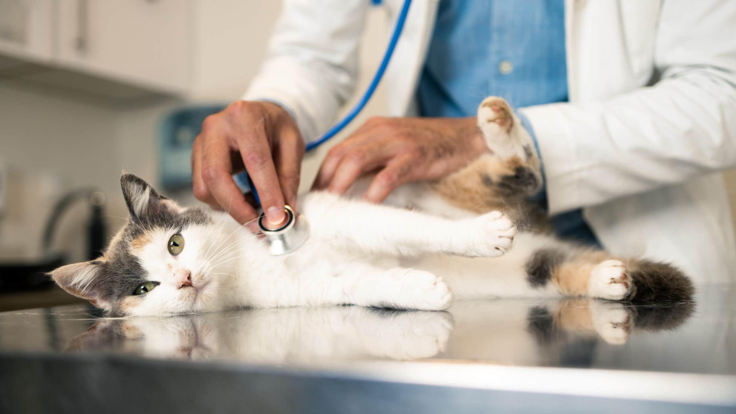 white and calico cat laying on table at a vet while a doctor checks its heart